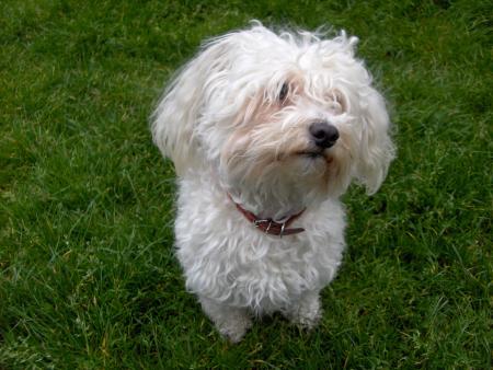 mon chien